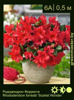 Изображение: рододендрон Форреста (rhododendron forrestii) 'scarlet wonder'