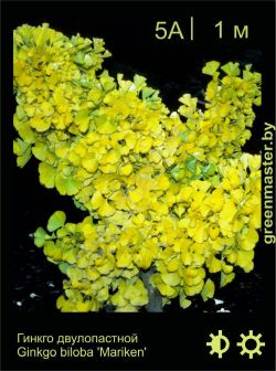 Изображение: гинкго двулопастный (ginkgo biloba) 'mariken'