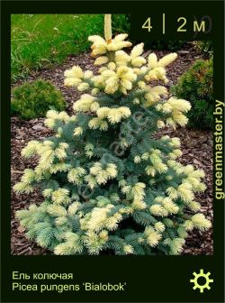 Изображение: ель колючая (picea pungens) 'bialobok'