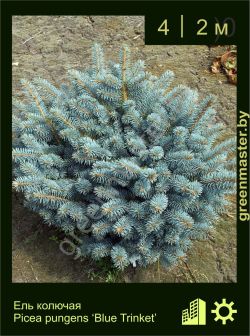 Изображение: ель колючая (picea pungens) 'blue trinket'