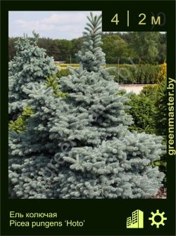 Изображение: ель колючая (picea pungens) 'hoto'