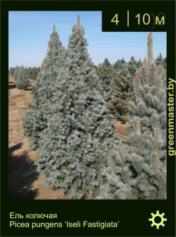 Изображение: ель колючая (picea pungens) 'iseli fastigiata'