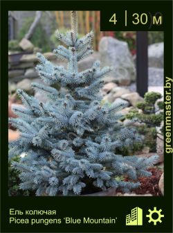 Изображение: ель колючая (picea pungens) 'blue mountain'