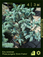 Изображение: ель колючая (picea pungens) 'erich frahm'