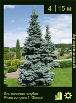 Изображение: ель колючая (picea pungens) 'glauca'