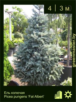 Изображение: ель колючая (picea pungens) 'fat albert'