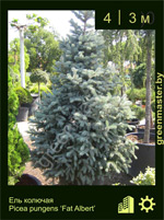 Изображение: ель колючая (picea pungens) 'fat albert'