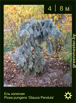 Изображение: ель колючая (picea pungens) 'glauca pendula'