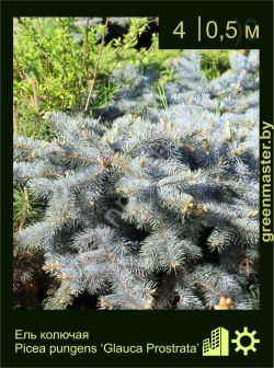 Изображение: ель колючая (picea pungens) 'glauca prostata'