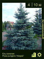 Изображение: ель колючая (picea pungens) 'hoopsii'