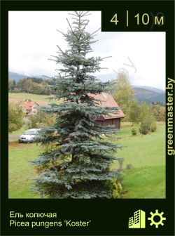 Изображение: ель колючая (picea pungens) 'koster'