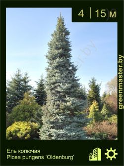 Изображение: ель колючая (picea pungens) 'oldenburg'