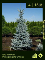 Изображение: ель колючая (picea pungens) 'omega'