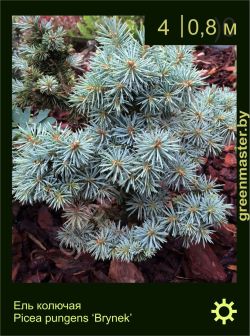 Изображение: ель колючая (picea pungens) 'brynek'