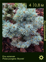 Изображение: ель колючая (picea pungens) 'brynek'