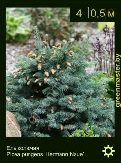 Изображение: ель колючая (picea pungens) 'hermann naue'