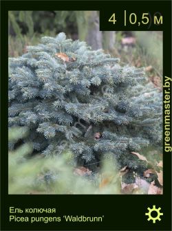 Изображение: ель колючая (picea pungens) 'waldbrunn'