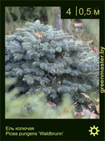 Изображение: ель колючая (picea pungens) 'waldbrunn'