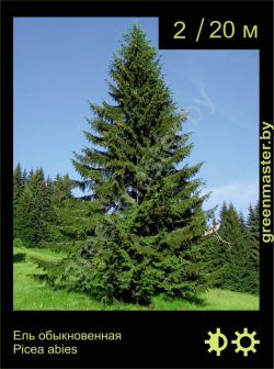 Изображение: ель обыкновенная (picea abies)