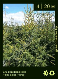 Изображение: ель обыкновенная (picea abies) 'aurea'