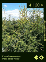 Изображение: ель обыкновенная (picea abies) 'aurea'