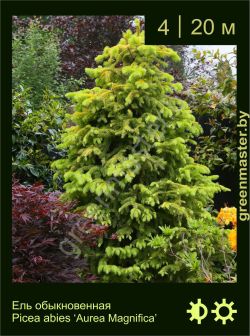 Изображение: ель обыкновенная (picea abies) 'aurea magnifica'