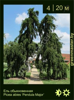 Изображение: ель обыкновенная (picea abies) 'pendula major'