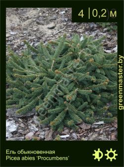 Изображение: ель обыкновенная (picea abies) 'procumbens'