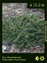 Изображение: ель обыкновенная (picea abies) 'procumbens'