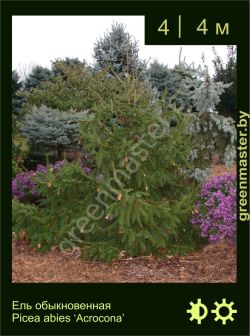 Изображение: ель обыкновенная (picea abies) 'acrocona'