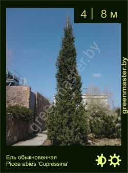 Изображение: ель обыкновенная (picea abies) 'cupressina'