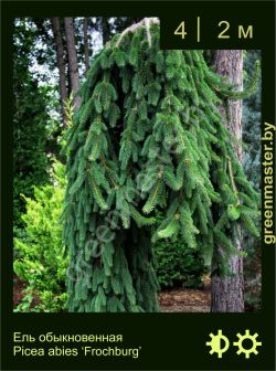 Изображение: ель обыкновенная (picea abies) 'frochburg'