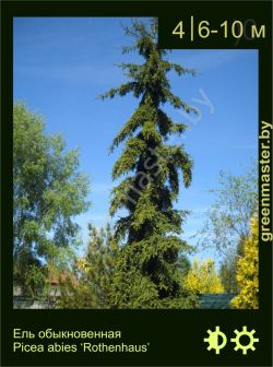 Изображение: ель обыкновенная (picea abies) 'rothenhaus'