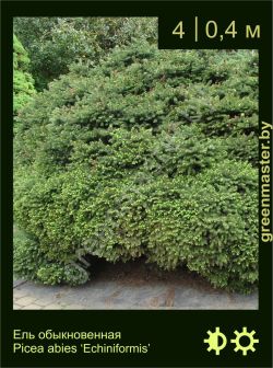 Изображение: ель обыкновенная (picea abies) 'echiniformis'