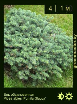 Изображение: ель обыкновенная (picea abies) 'pumila glauca'