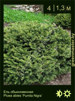 Изображение: ель обыкновенная (picea abies) 'pumila nigra'