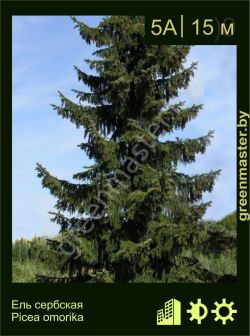 Изображение: ель сербская (picea omorika)