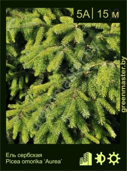 Изображение: ель сербская (picea omorika) 'aurea'