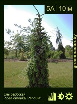 Изображение: ель сербская (picea omorika) 'pendula'