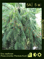 Изображение: ель сербская (picea omorika) 'pendula kuck'