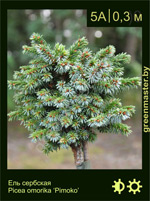 Изображение: ель сербская (picea omorika) 'pimoko'