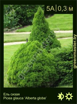 Изображение: ель сизая (picea glauca) 'alberta globe'