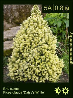 Изображение: ель сизая (picea glauca) 'daisy's white'