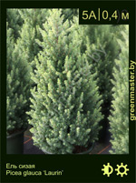 Изображение: ель сизая (picea glauca) 'laurin'