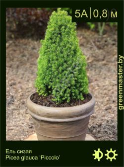 Изображение: ель сизая (picea glauca) 'piccolo'