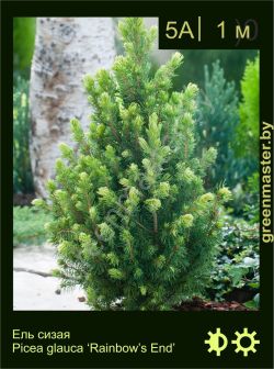 Изображение: ель сизая (picea glauca) 'rainbow's end'