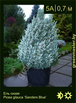 Изображение: ель сизая (picea glauca) 'sanders blue'