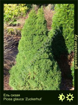 Изображение: ель сизая (picea glauca) 'zuckerhut'