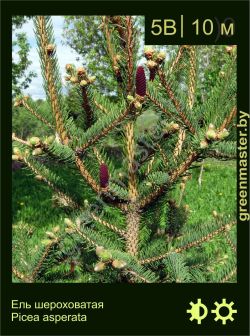 Изображение: ель шероховатая (picea asperata)