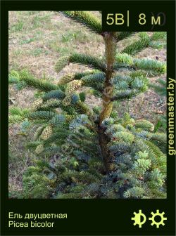 Изображение: ель Алькокка (picea alcoquiana)